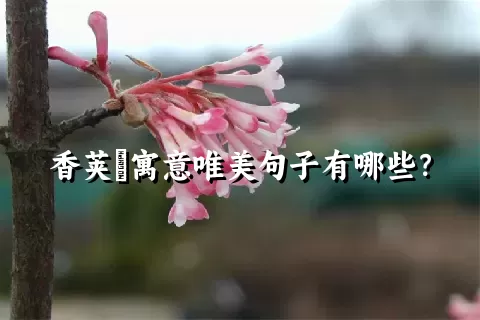 香荚蒾寓意唯美句子有哪些？