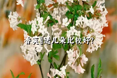 香荚蒾送几朵比较好？