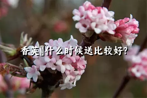 香荚蒾什么时候送比较好？