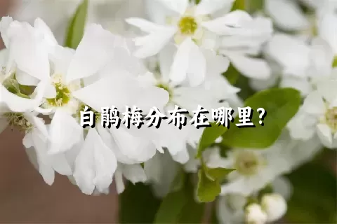 白鹃梅分布在哪里?