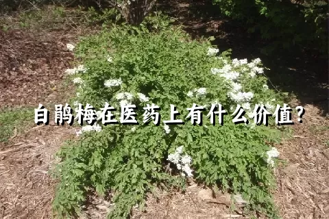 白鹃梅在医药上有什么价值？