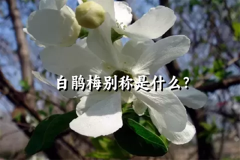 白鹃梅别称是什么？