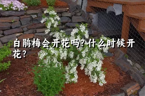 白鹃梅会开花吗？什么时候开花？