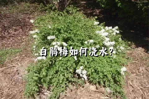 白鹃梅如何浇水？