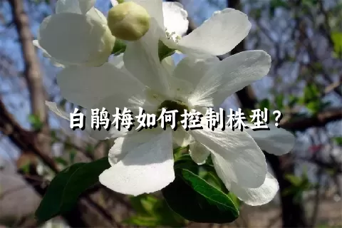 白鹃梅如何控制株型？