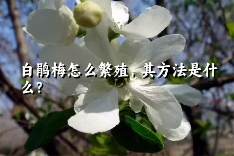 白鹃梅怎么繁殖，其方法是什么？