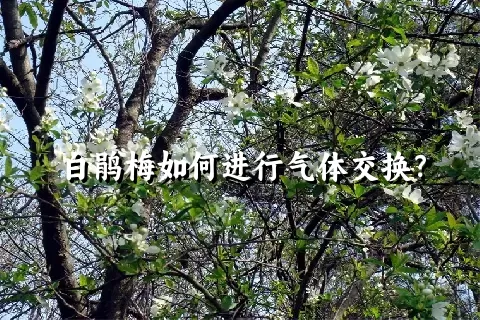 白鹃梅如何进行气体交换？