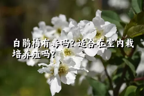 白鹃梅有毒吗？适合在室内栽培养殖吗？