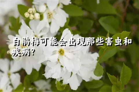 白鹃梅可能会出现那些害虫和疾病？