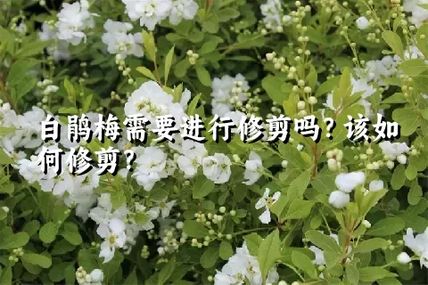 白鹃梅需要进行修剪吗？该如何修剪？