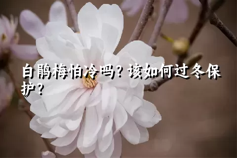 白鹃梅怕冷吗？该如何过冬保护？