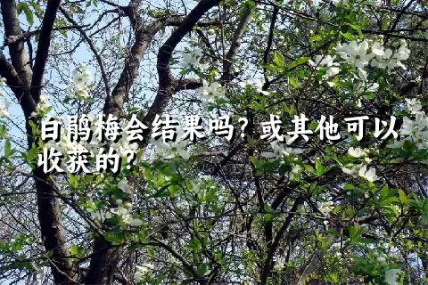 白鹃梅会结果吗？或其他可以收获的？