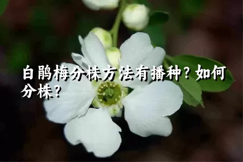 白鹃梅分株方法有播种？如何分株？