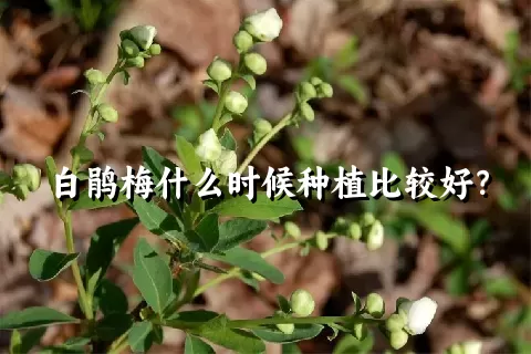 白鹃梅什么时候种植比较好？