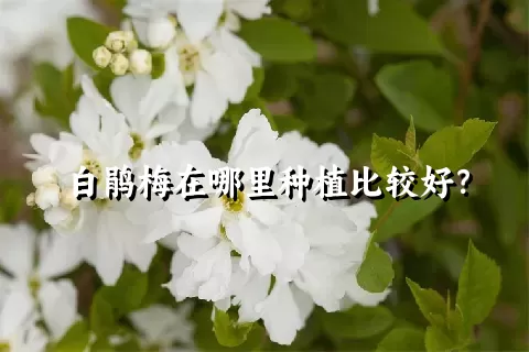 白鹃梅在哪里种植比较好？