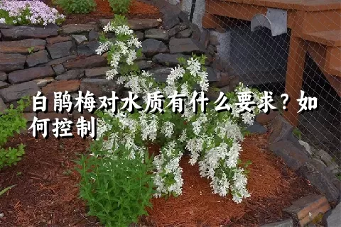 白鹃梅对水质有什么要求？如何控制