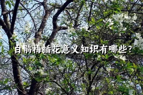 白鹃梅插花意义知识有哪些？