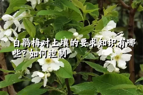 白鹃梅对土壤的要求知识有哪些？如何控制