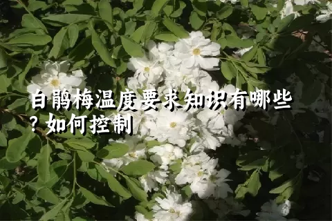 白鹃梅温度要求知识有哪些？如何控制