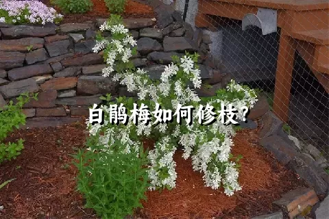 白鹃梅如何修枝？