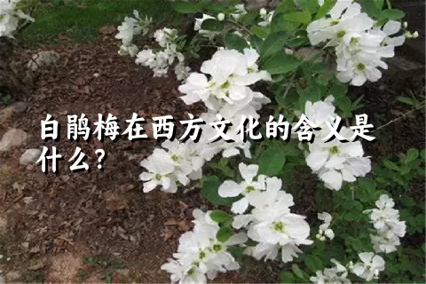 白鹃梅在西方文化的含义是什么？