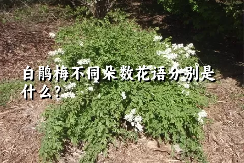 白鹃梅不同朵数花语分别是什么？