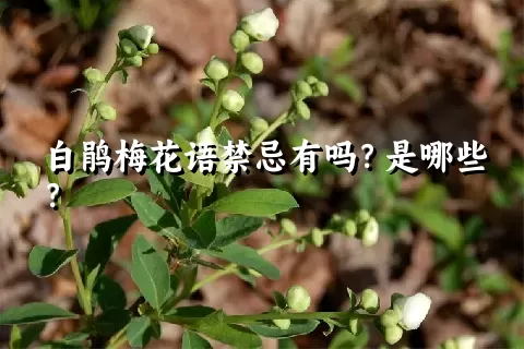 白鹃梅花语禁忌有吗？是哪些？