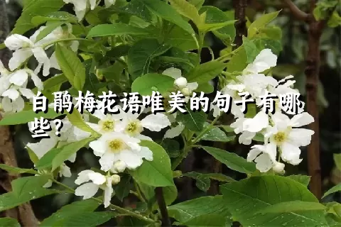 白鹃梅花语唯美的句子有哪些？