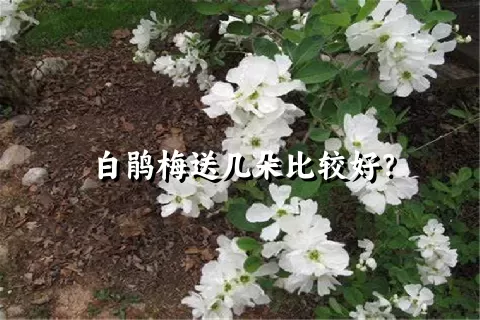 白鹃梅送几朵比较好？