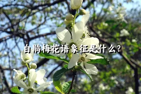 白鹃梅花语象征是什么？