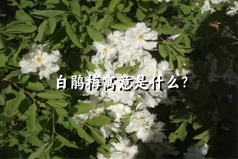 白鹃梅寓意是什么？