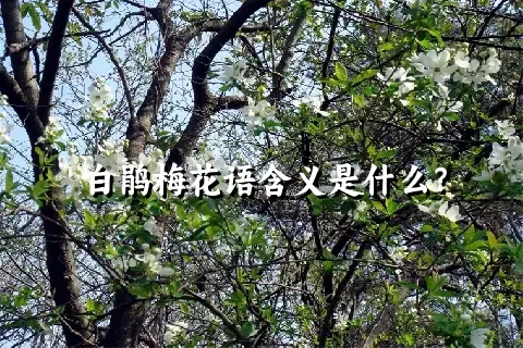 白鹃梅花语含义是什么？