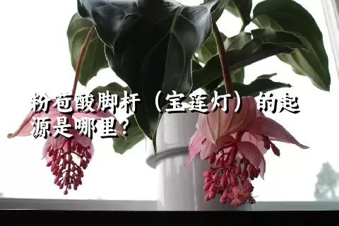 粉苞酸脚杆（宝莲灯）的起源是哪里？