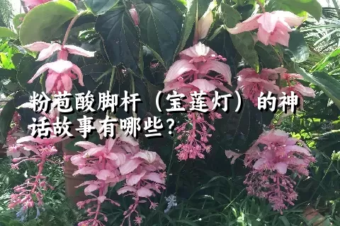 粉苞酸脚杆（宝莲灯）的神话故事有哪些？