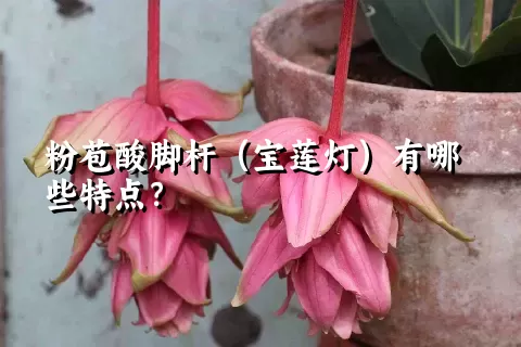 粉苞酸脚杆（宝莲灯）有哪些特点？