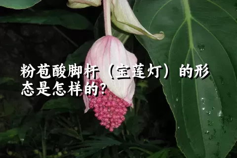 粉苞酸脚杆（宝莲灯）的形态是怎样的？