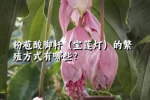 粉苞酸脚杆（宝莲灯）的繁殖方式有哪些？