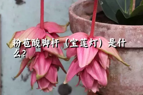 粉苞酸脚杆（宝莲灯）是什么？