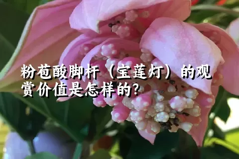 粉苞酸脚杆（宝莲灯）的观赏价值是怎样的？