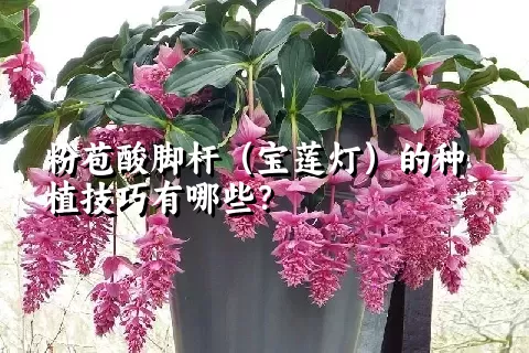 粉苞酸脚杆（宝莲灯）的种植技巧有哪些？