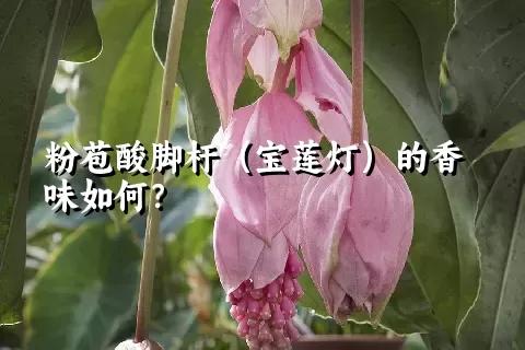 粉苞酸脚杆（宝莲灯）的香味如何？