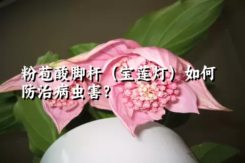 粉苞酸脚杆（宝莲灯）如何防治病虫害？