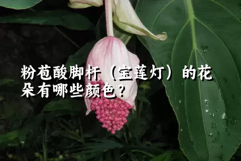 粉苞酸脚杆（宝莲灯）的花朵有哪些颜色？