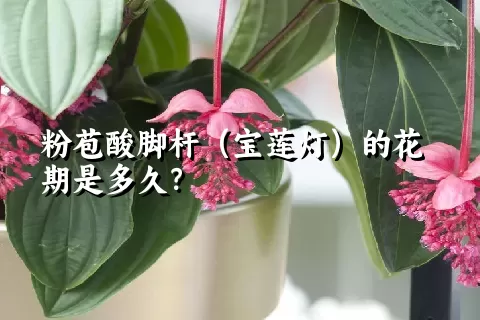 粉苞酸脚杆（宝莲灯）的花期是多久？