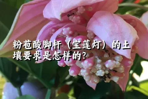 粉苞酸脚杆（宝莲灯）的土壤要求是怎样的？