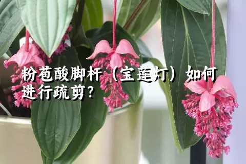 粉苞酸脚杆（宝莲灯）如何进行疏剪？