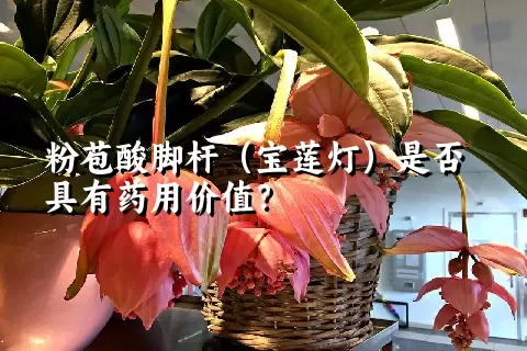 粉苞酸脚杆（宝莲灯）是否具有药用价值？