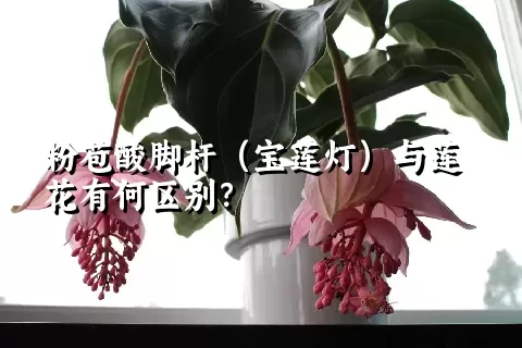 粉苞酸脚杆（宝莲灯）与莲花有何区别？