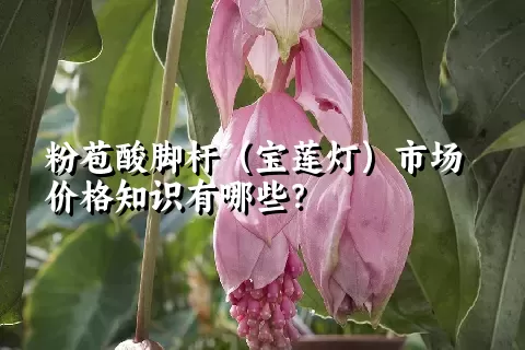 粉苞酸脚杆（宝莲灯）市场价格知识有哪些？