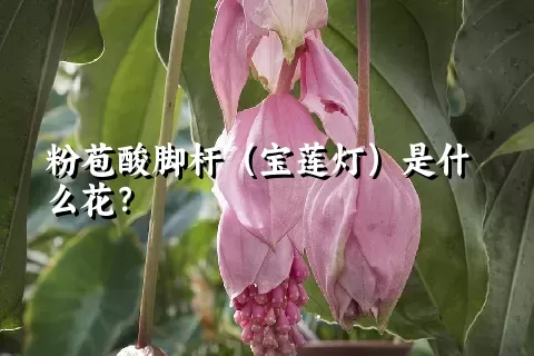 粉苞酸脚杆（宝莲灯）是什么花？